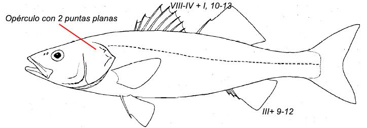 Familia Moronidae
